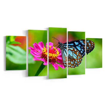 BUTTERFLY, Set 5 piese